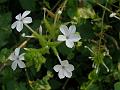 White Leadwort